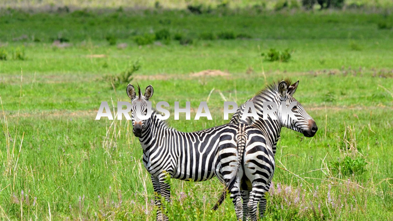 Arusha National Park