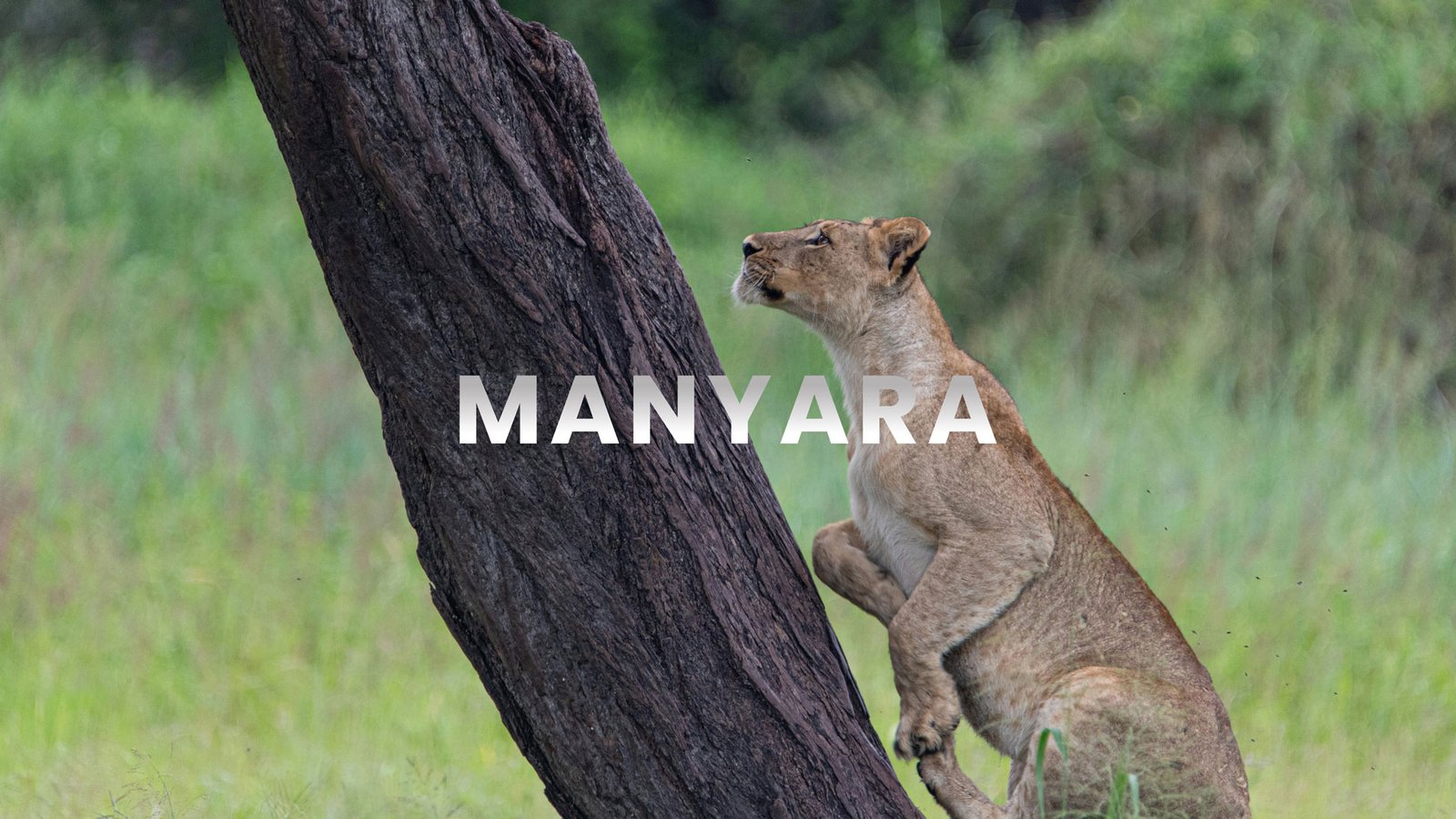 Lake Manyara National Park