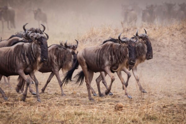 Kilimanjaro & Safari Honeymoon Adventure