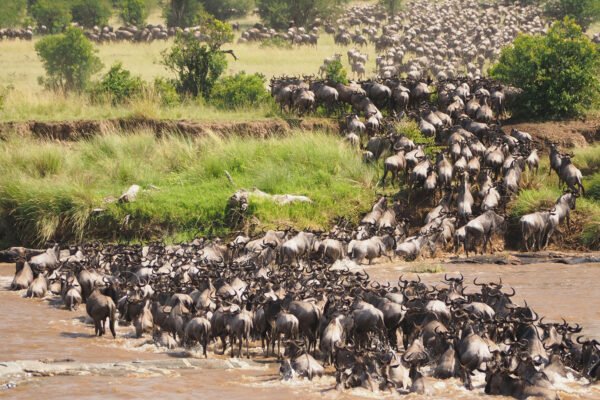 Ultimate Great Migration Safari