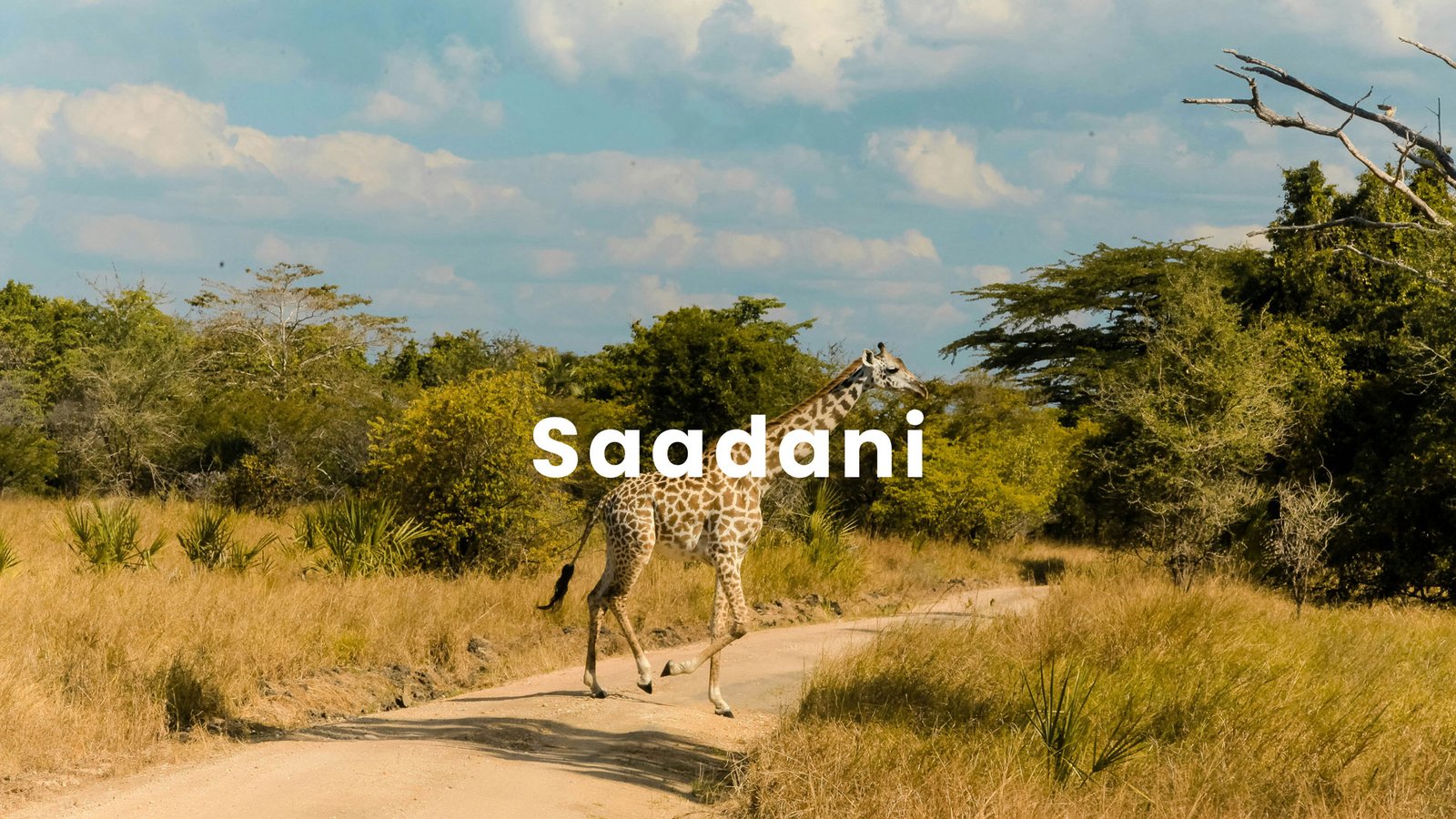Saadani National Park