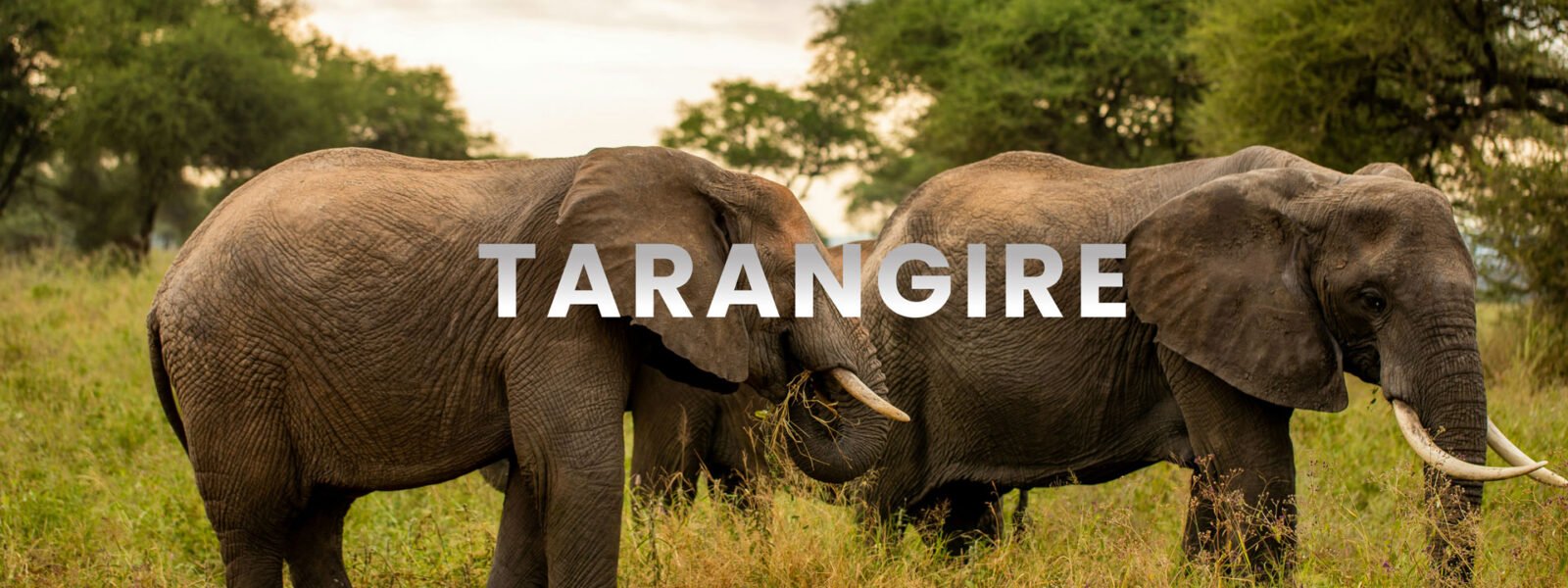 Tarangire National Park