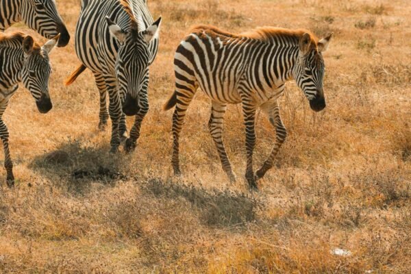 4 Day Northern Tanzania Safari – Ultimate Wildlife Experience