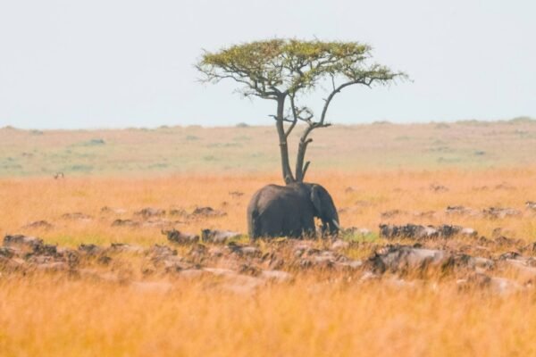 4 Day Northern Tanzania Safari – Ultimate Wildlife Experience