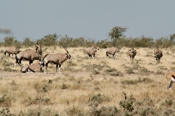 4 Day Northern Tanzania Safari – Ultimate Wildlife Experience