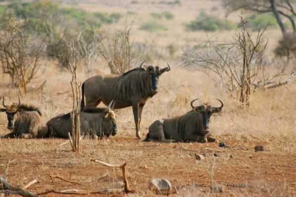 4 Day Northern Tanzania Safari – Ultimate Wildlife Experience