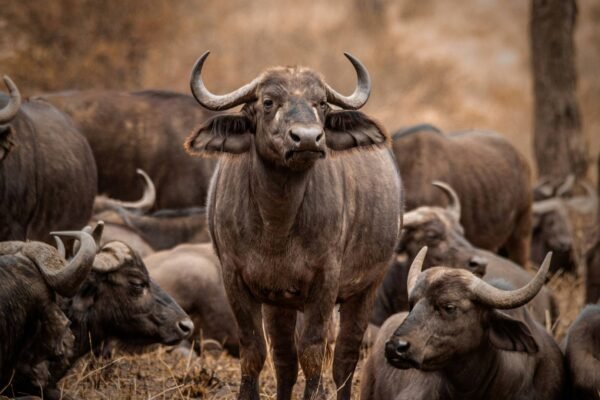 Ultimate Great Migration Safari