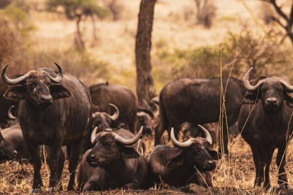 Ultimate Great Migration Safari