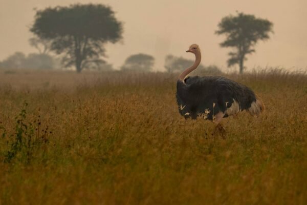 Kilimanjaro & Safari Honeymoon Adventure