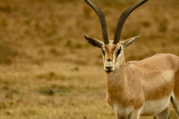 Savannah Legends Safari – A Timeless Journey Through Tanzania’s Wild Heart