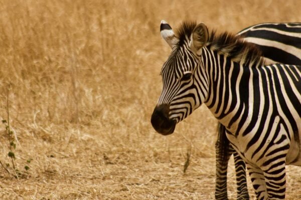 Savannah Legends Safari – A Timeless Journey Through Tanzania’s Wild Heart