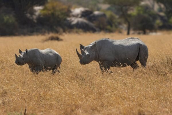 Kilimanjaro & Safari Honeymoon Adventure