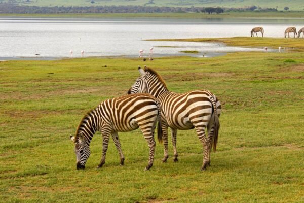 Crown of the North Luxury Safari – 6‑Day Exclusive Northern Tanzania Experience