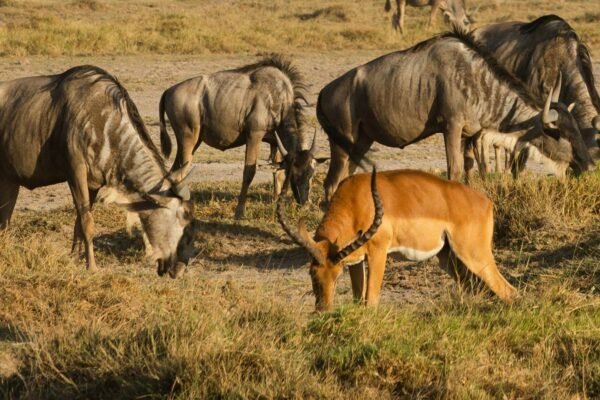 7‑Day Romantic Northern Tanzania Honeymoon Safari