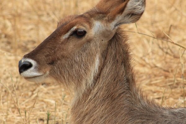 7‑Day Romantic Northern Tanzania Honeymoon Safari