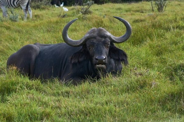 Crown of the North Luxury Safari – 6‑Day Exclusive Northern Tanzania Experience