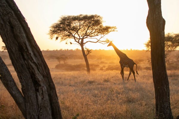 Savannah Legends Safari – A Timeless Journey Through Tanzania’s Wild Heart