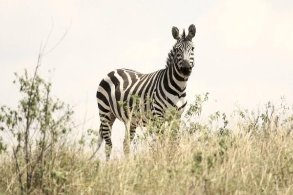 Crown of the North Luxury Safari – 6‑Day Exclusive Northern Tanzania Experience